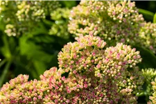 Sedum spectabile 'Carmen'
