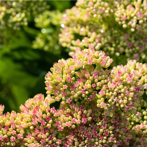 Sedum spectabile 'Carmen'