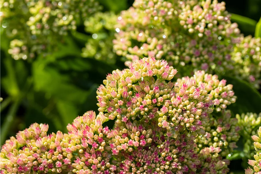 Sedum spectabile 'Carmen'