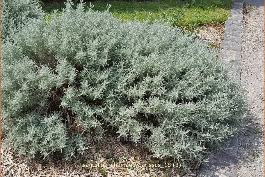 Santolina chamaecyparissus