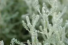 Santolina chamaecyparissus