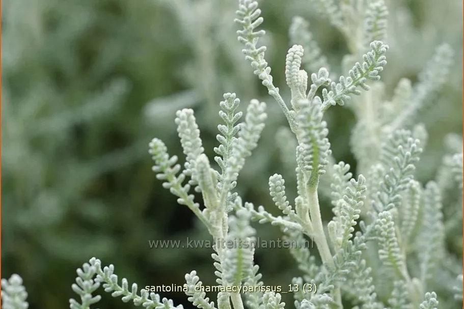 Santolina chamaecyparissus