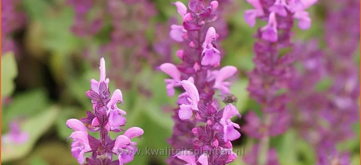 Salvia nemorosa 'Sensation Compact Bright Rose'