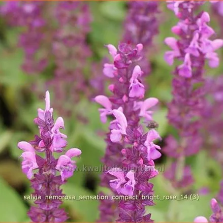 Salvia nemorosa 'Sensation Compact Bright Rose'