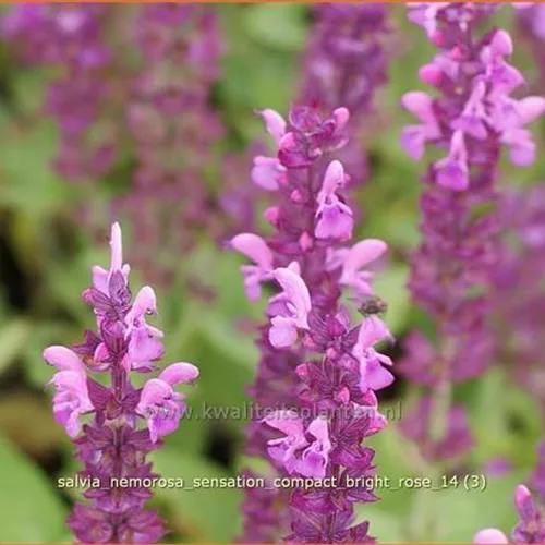 Salvia nemorosa 'Sensation Compact Bright Rose'