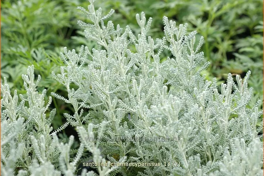 Santolina chamaecyparissus