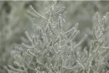 Santolina chamaecyparissus