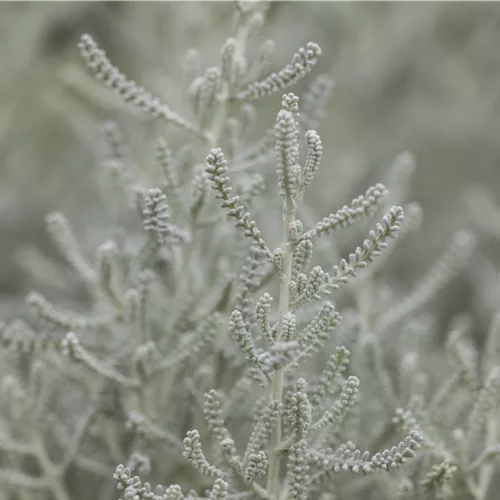 Santolina chamaecyparissus