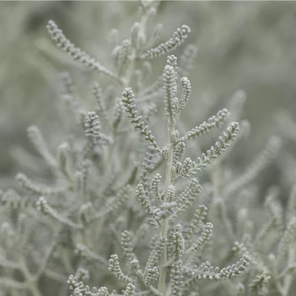 Santolina chamaecyparissus