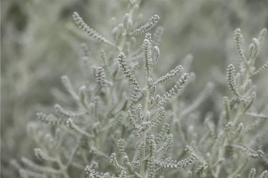 Santolina chamaecyparissus