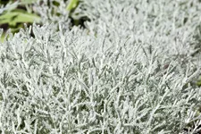 Santolina chamaecyparissus