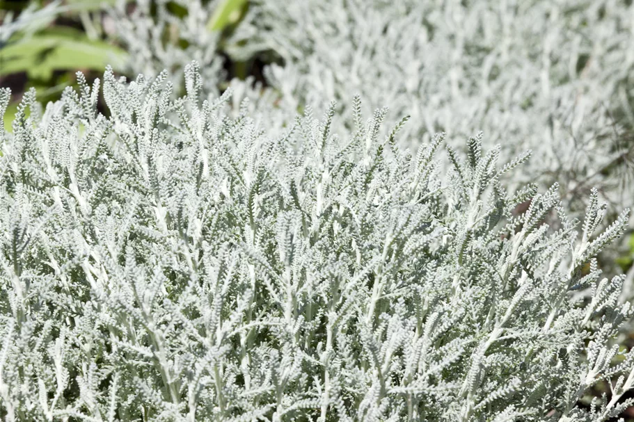 Santolina chamaecyparissus