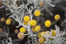 Santolina chamaecyparissus