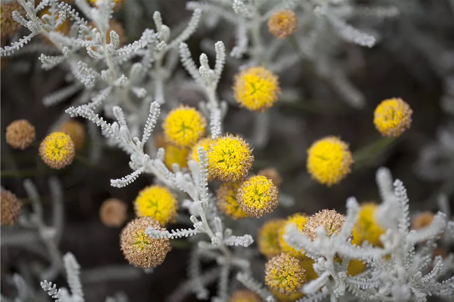 Santolina chamaecyparissus