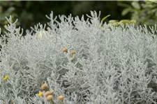 Santolina chamaecyparissus