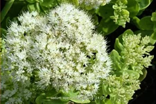 Sedum spectabile 'Iceberg'
