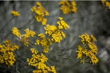 Santolina chamaecyparissus