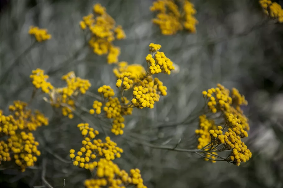 Santolina chamaecyparissus