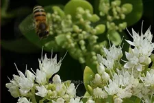Sedum spectabile 'Iceberg'