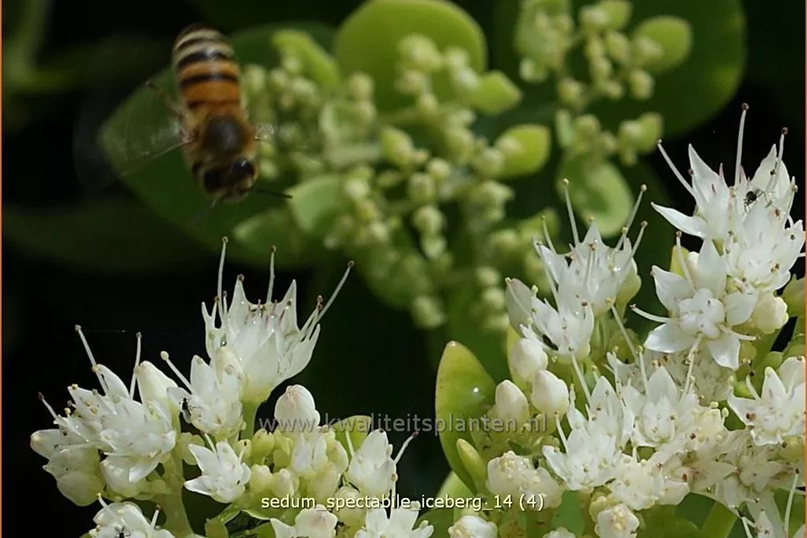 Sedum spectabile 'Iceberg'