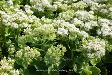 Sedum spectabile 'Iceberg'