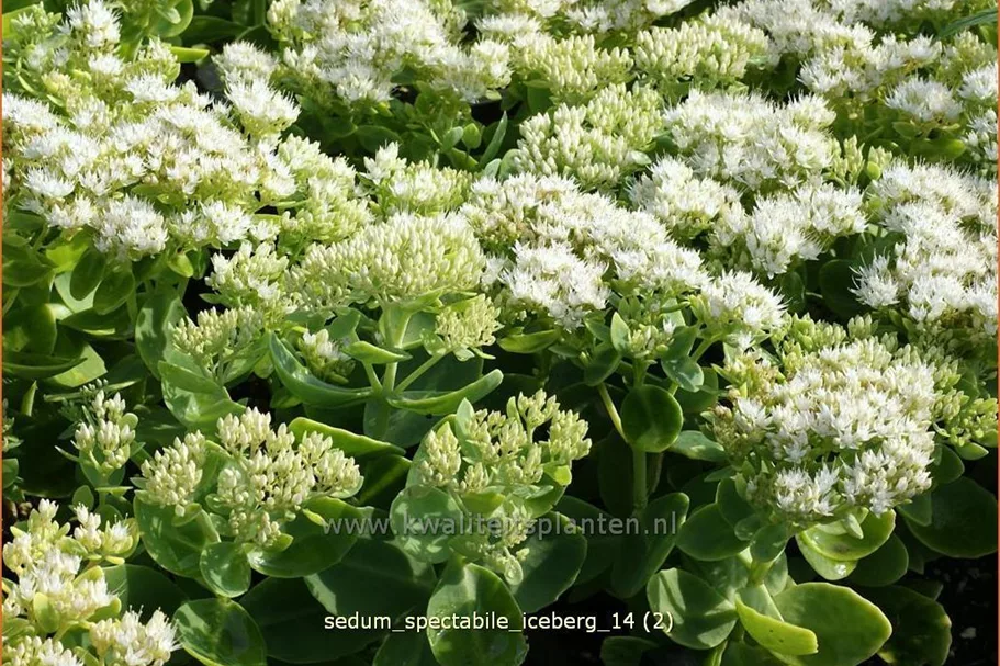 Sedum spectabile 'Iceberg'