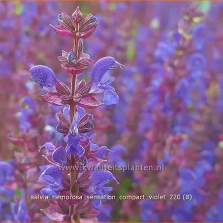 Salvia nemorosa 'Sensation Compact Violet'®