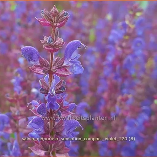 Salvia nemorosa 'Sensation Compact Violet'®
