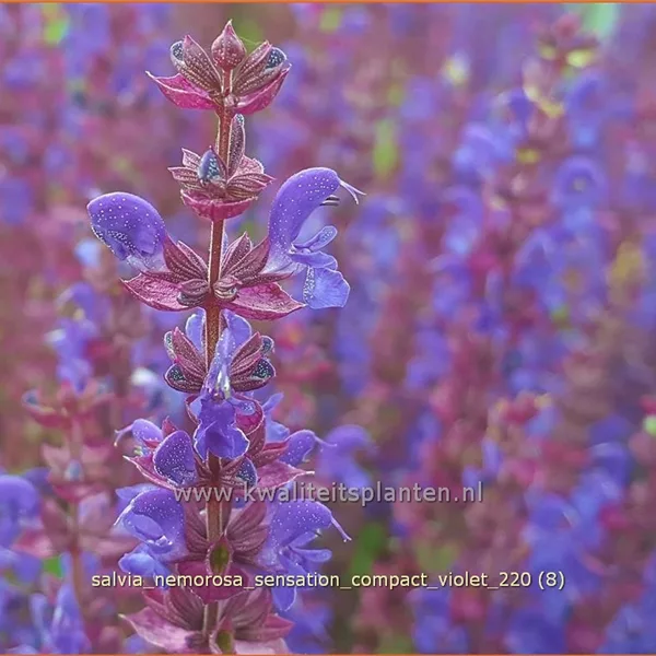 Salvia nemorosa 'Sensation Compact Violet'®