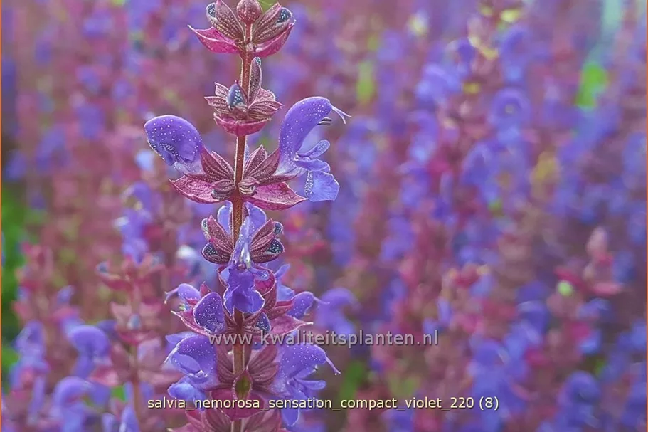 Salvia nemorosa 'Sensation Compact Violet'®