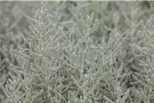 Santolina chamaecyparissus