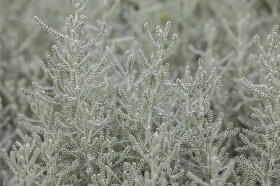 Santolina chamaecyparissus