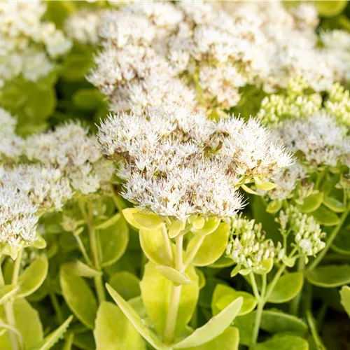 Sedum spectabile 'Iceberg'
