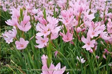 Schizostylis coccinea 'Mrs. Hegarty'