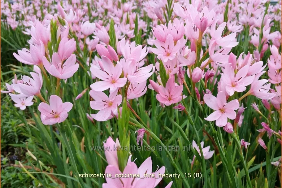Schizostylis coccinea 'Mrs. Hegarty'