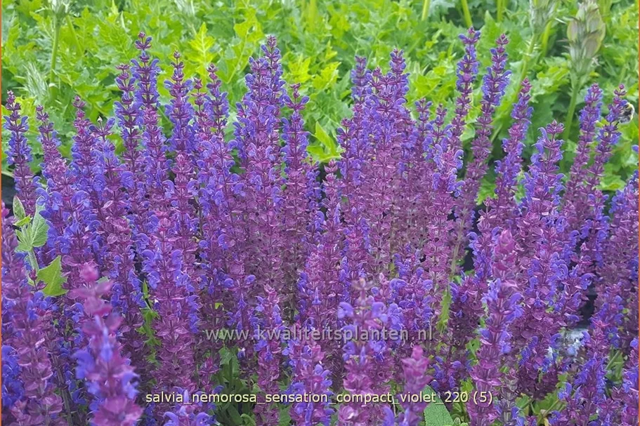 Salvia nemorosa 'Sensation Compact Violet'®