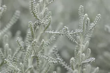 Santolina chamaecyparissus