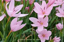Schizostylis coccinea 'Mrs. Hegarty'