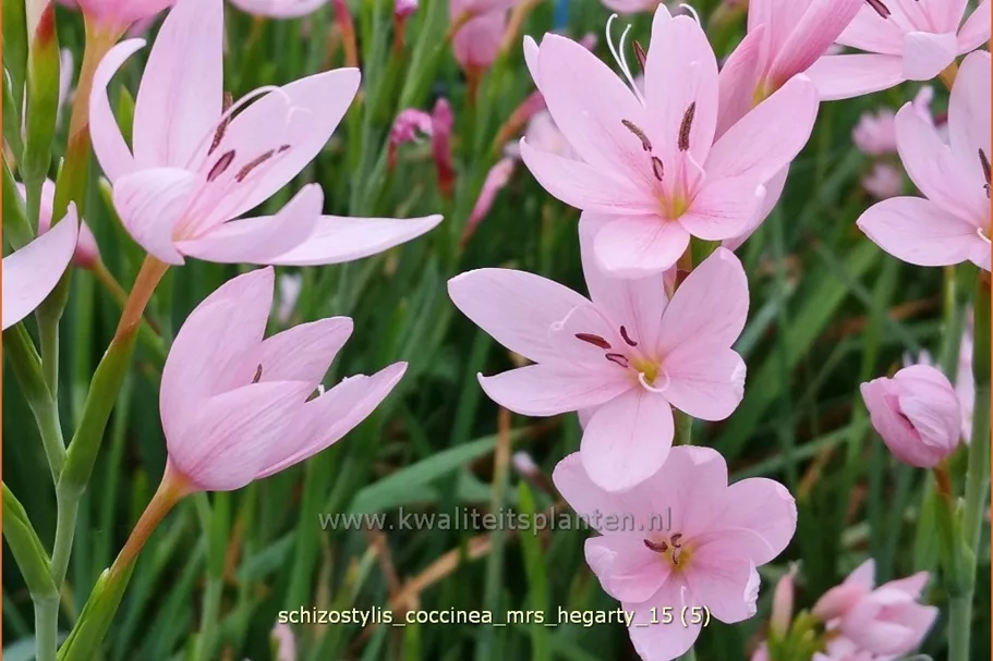 Schizostylis coccinea 'Mrs. Hegarty'
