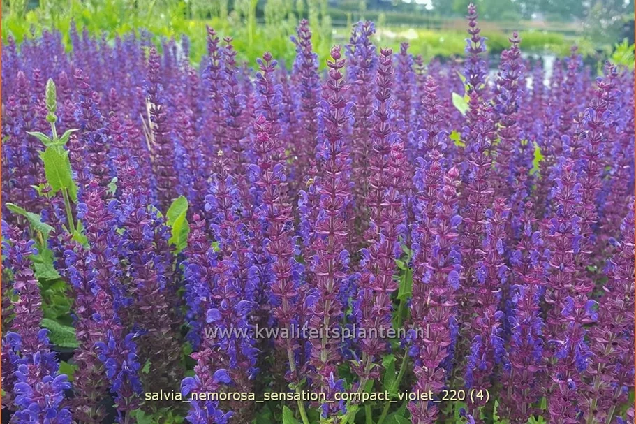 Salvia nemorosa 'Sensation Compact Violet'®