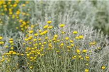 Santolina chamaecyparissus