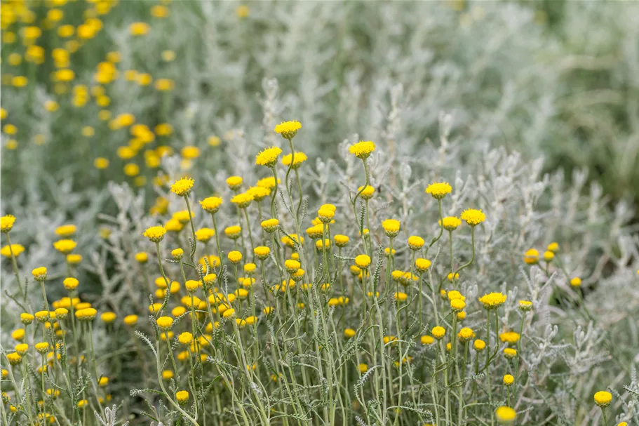 Santolina chamaecyparissus