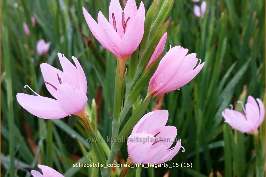 Schizostylis coccinea 'Mrs. Hegarty'