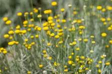 Santolina chamaecyparissus