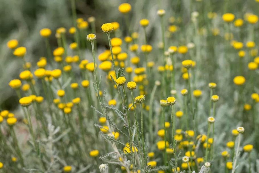 Santolina chamaecyparissus