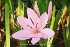 Schizostylis coccinea 'Mrs. Hegarty'