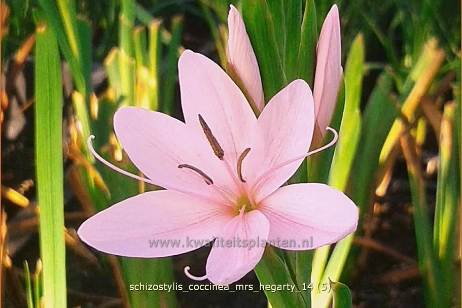 Schizostylis coccinea 'Mrs. Hegarty'