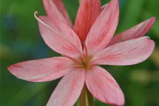 Schizostylis coccinea 'Mrs. Hegarty'