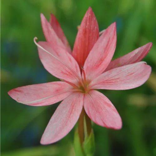 Schizostylis coccinea 'Mrs. Hegarty'