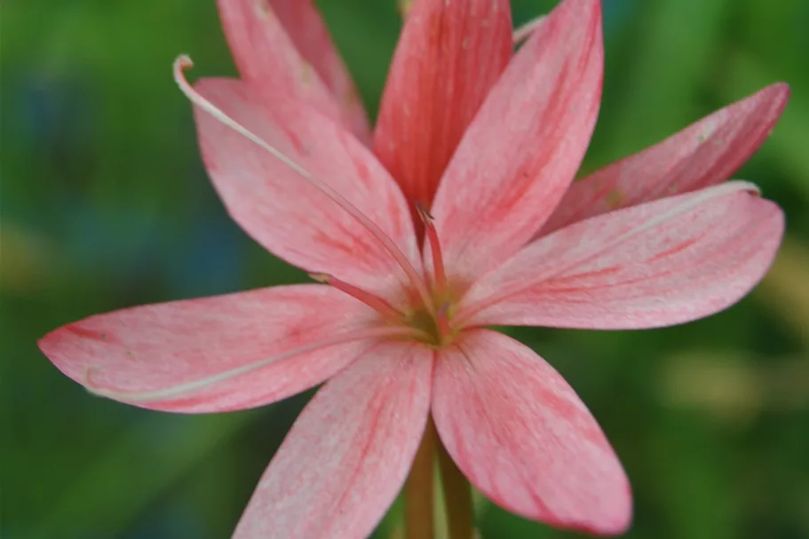 Schizostylis coccinea 'Mrs. Hegarty'